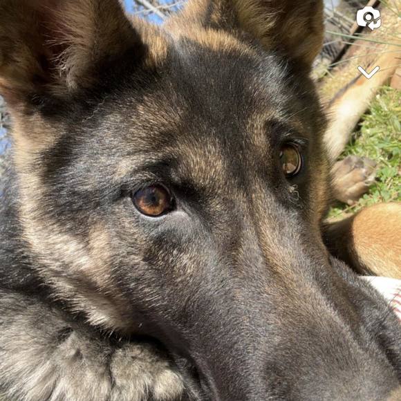 Meet your Posher, David - Picture 1 of 1